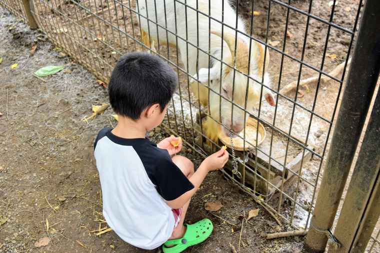 ハイジの村 ヤギのユキちゃん