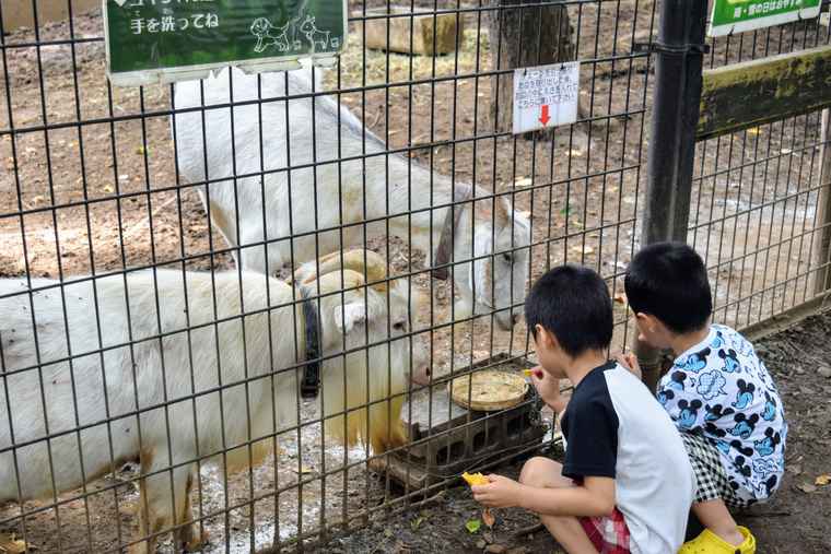 ハイジの村 ヤギのユキちゃん