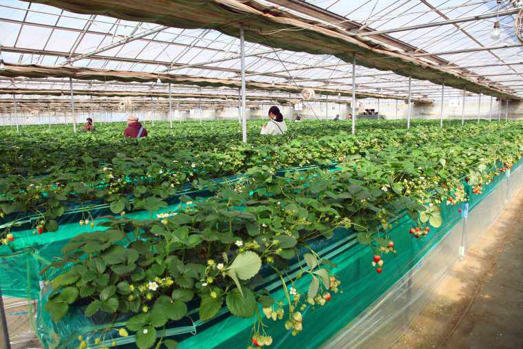 エーアト・ベーレのいちご畑