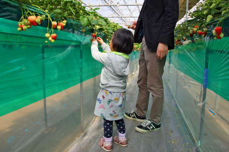小さな子どもでも簡単に摘み取れます