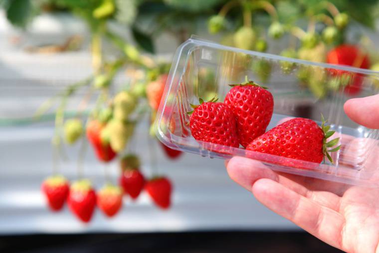 「みのりの郷　東金」のいちご狩り