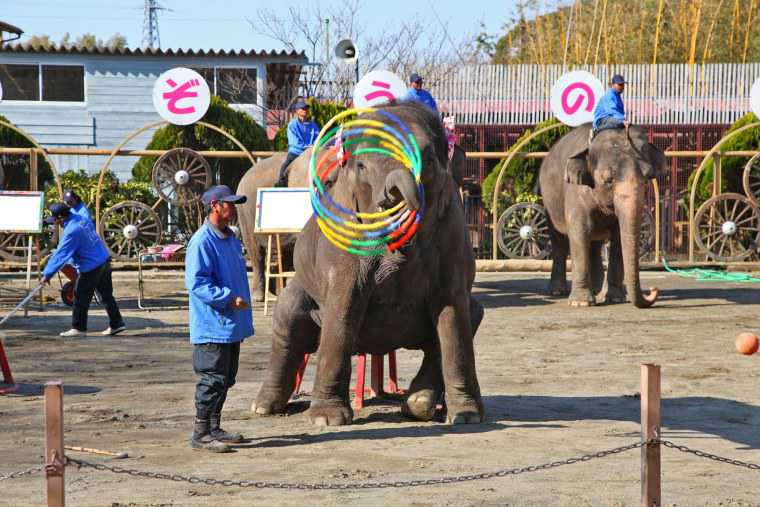 ぞうさんショー