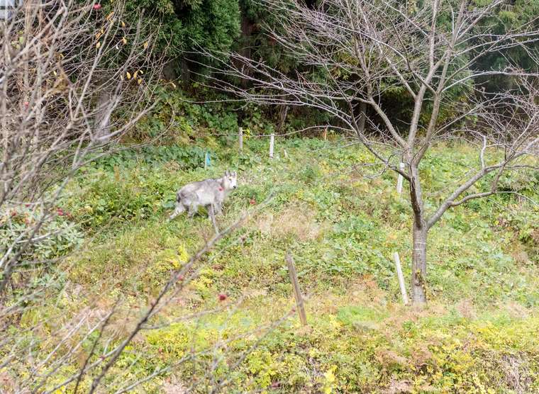 秋田県由利本荘市「鳥海山 木のおもちゃ美術館」