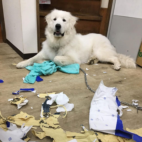 インスタグラムに投稿されたジーナ