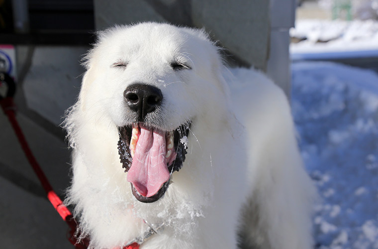 ジーナのあどけない表情や元気いっぱいな様子がSNSで注目されてフォロワーが倍増