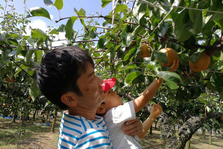 親子で梨狩り