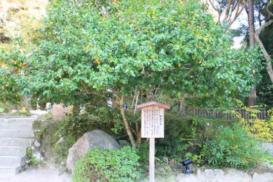 招霊（おがたま）の木