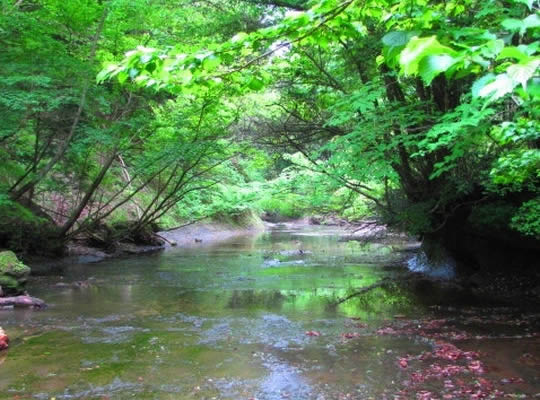 鹿の音がこだまする御宿　離れ　花山水