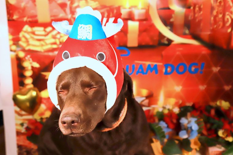 箱根グアムドック本店　ドッグコンシェルジュサービス