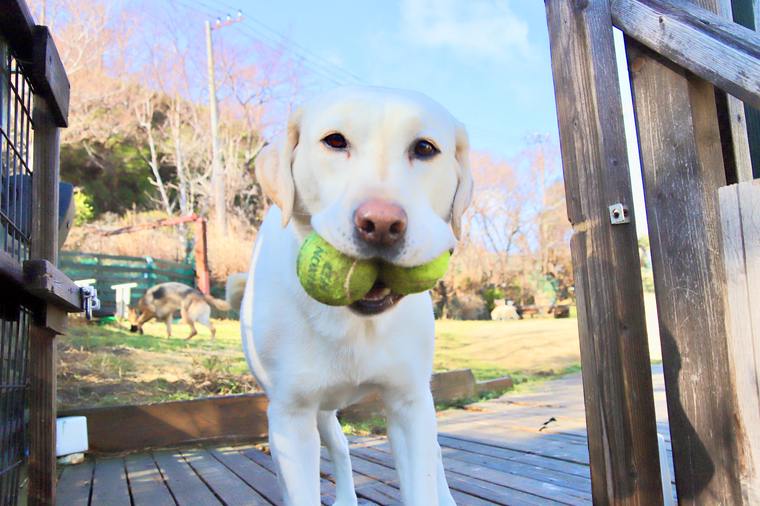 箱根グアムドック本店　