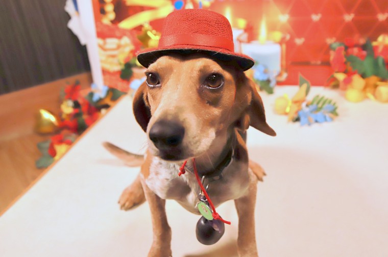 箱根グアムドック本店　ジェリー