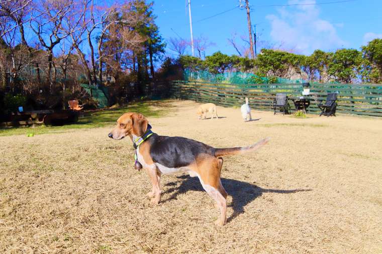 箱根グアムドック本店　ジェリー