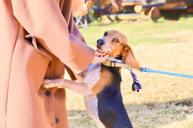 箱根グアムドック本店　ジェリー