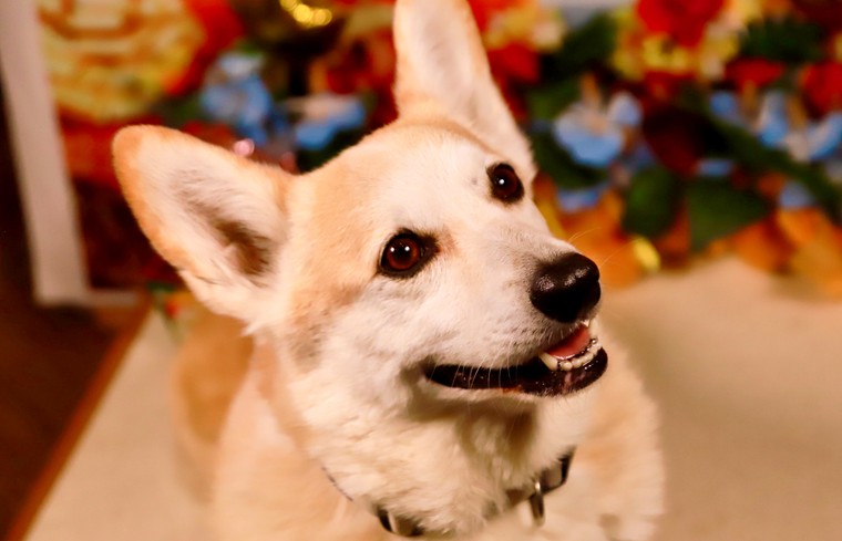 箱根グアムドック本店　