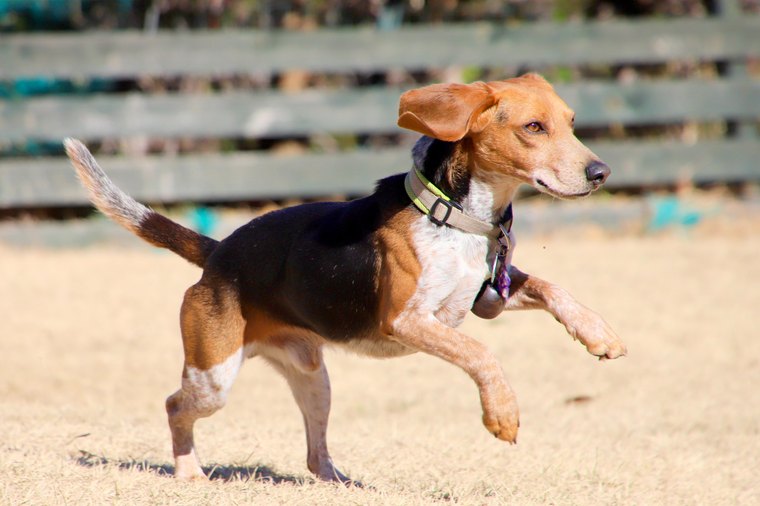 箱根グアムドック本店　ジェリー