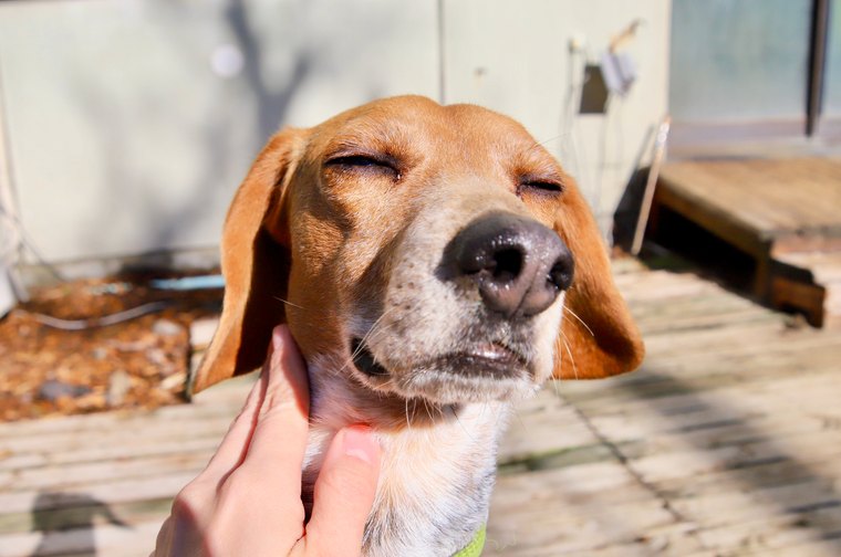 箱根グアムドック本店　ドッグコンシェルジュサービス