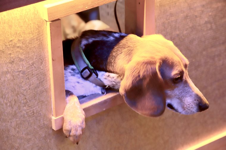 箱根強羅グアムドッグ本店 