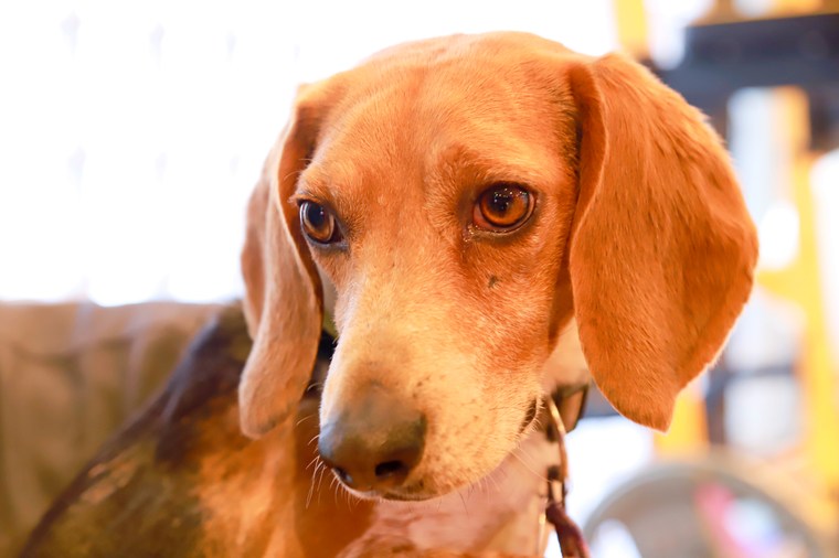 箱根強羅グアムドッグ本店 