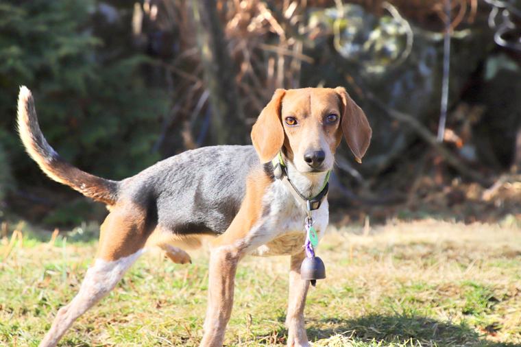 箱根強羅グアムドッグ本店 