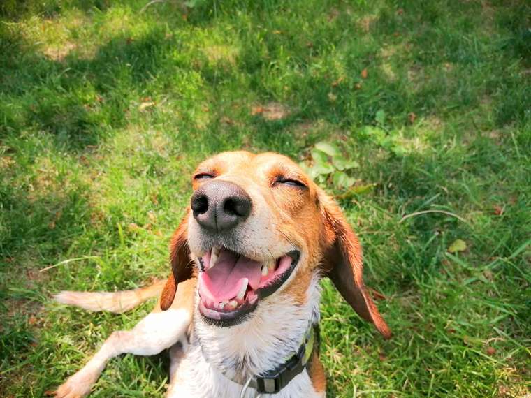 箱根強羅グアムドッグ本店 