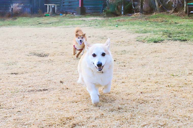 箱根グアムドック本店　ドッグコンシェルジュサービス