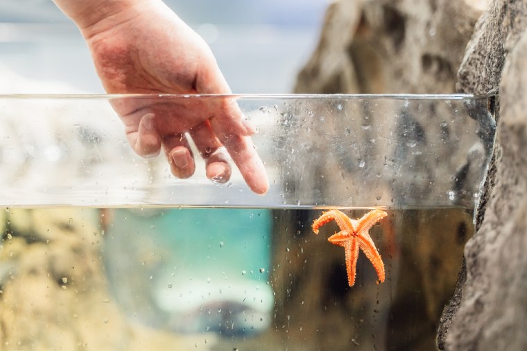 ヒトデやナマコとふれあう体験ができるタッチングコーナー