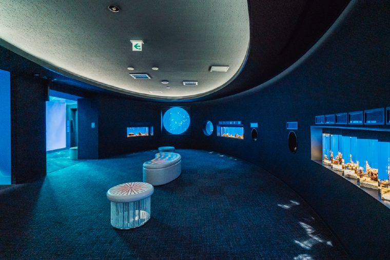 ウミウシやクラゲの水槽