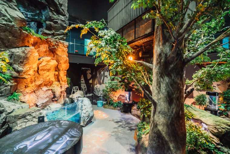 足摺の原生林エリア