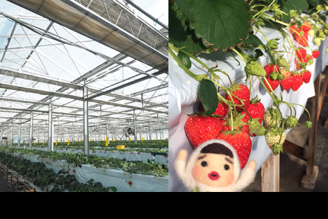 イチゴ狩り