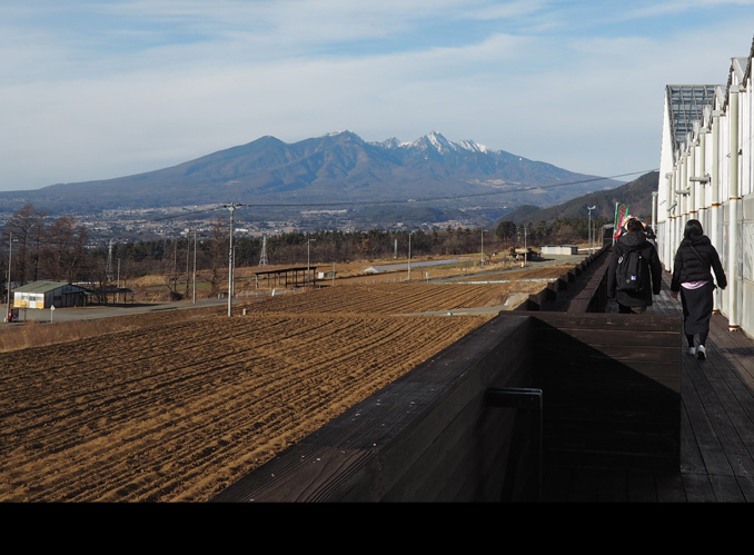 イチゴのビニールハウス前