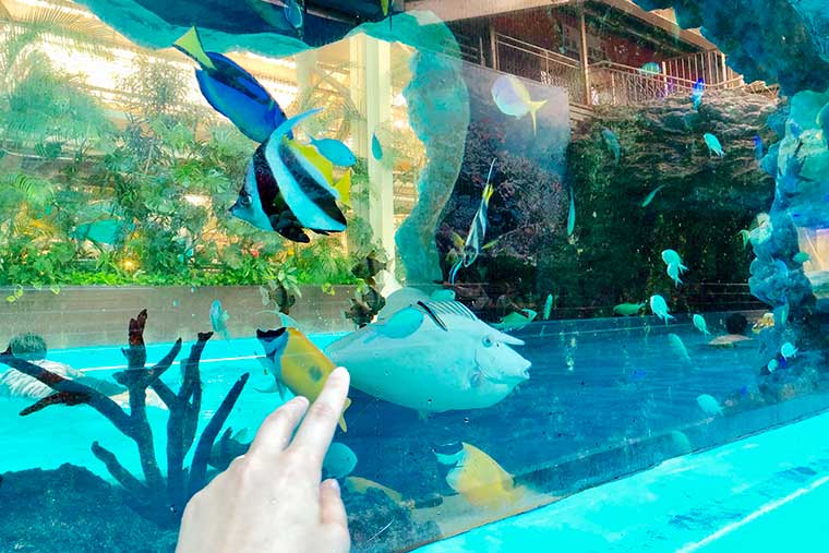 スパリゾートハワイアンズ　「アクアリウムプール」