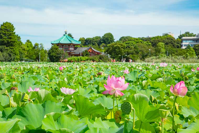 東叡山寛永寺