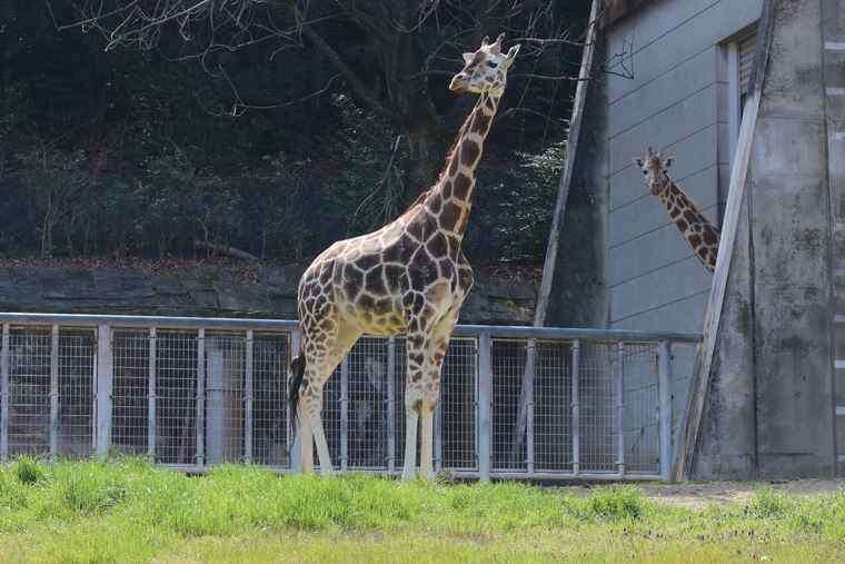 名古屋 東山動植物園