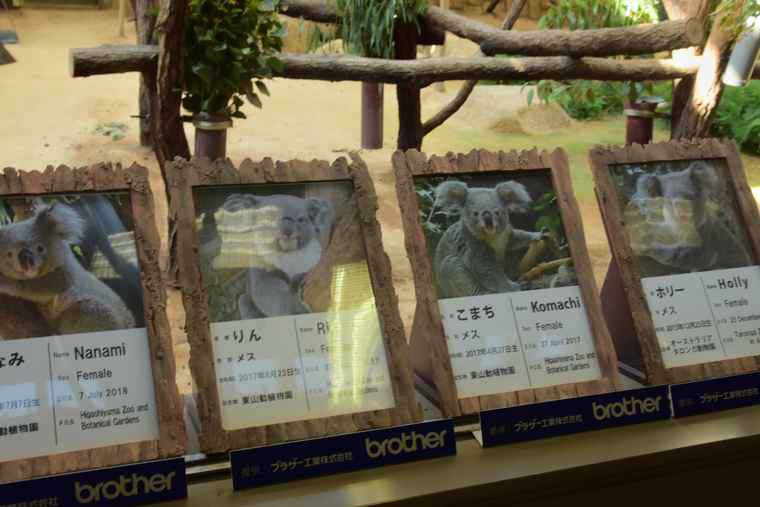 名古屋 東山動植物園 コアラ舎