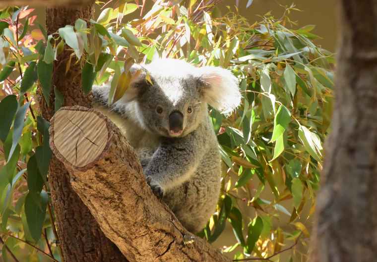 名古屋　東山動植物園　コアラ舎　ななみ