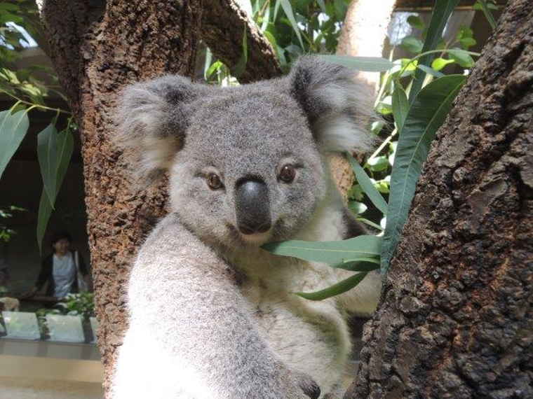 名古屋　東山動植物園　コアラ舎　きらら