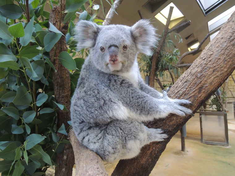 名古屋　東山動植物園　コアラ舎　ティリー