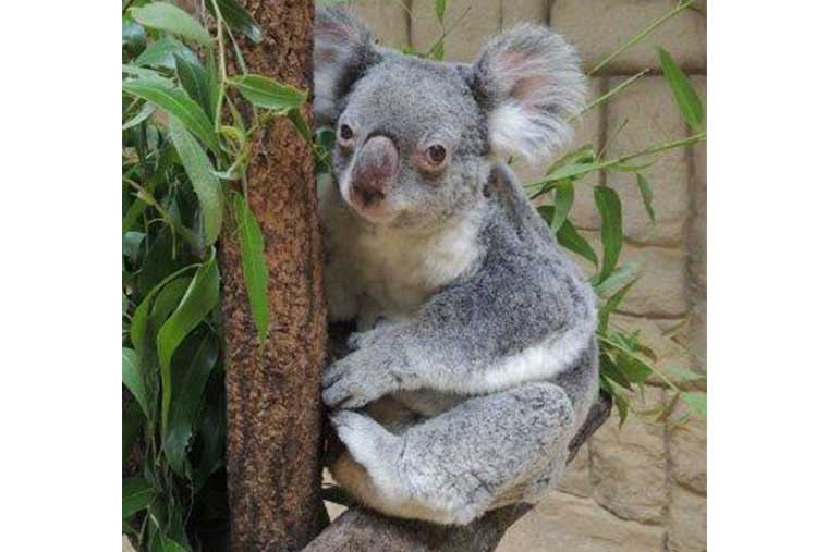 名古屋　東山動植物園　コアラ舎　クレメンツ
