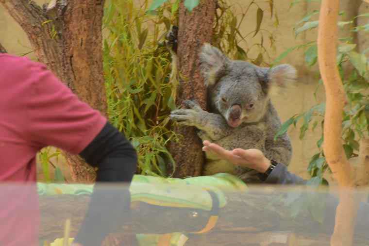 名古屋 東山動植物園 コアラ舎 クレメンツ