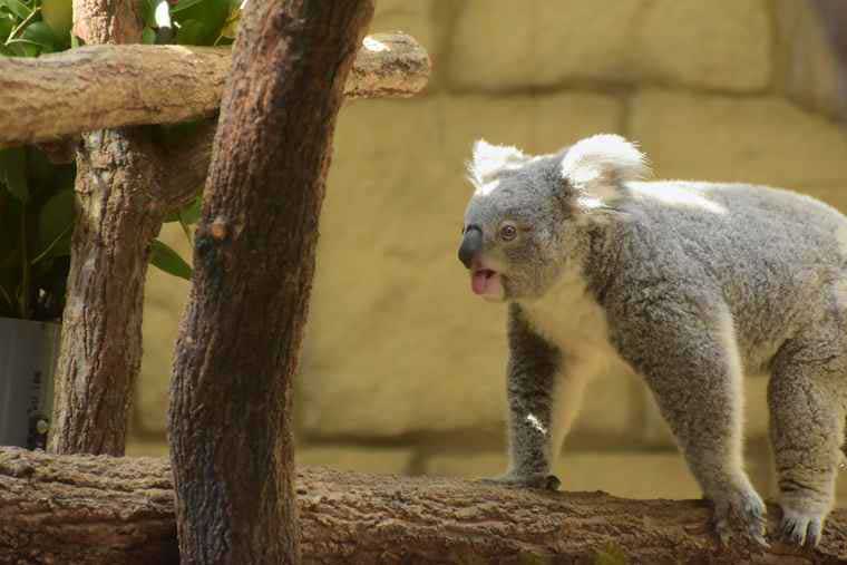名古屋 東山動植物園 コアラ舎