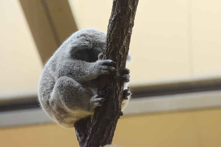 名古屋 東山動植物園 コアラ舎