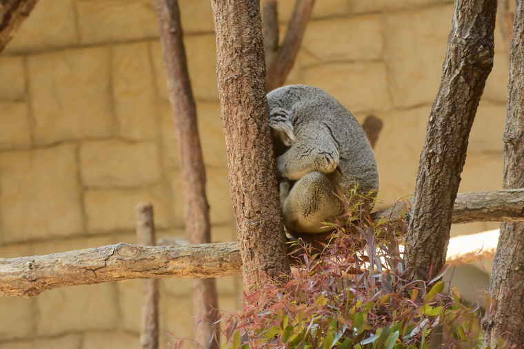名古屋 東山動植物園 コアラ舎