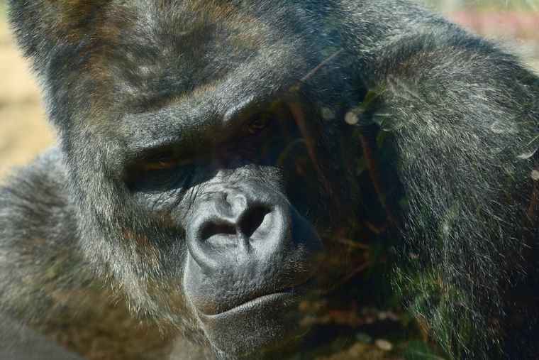 名古屋 東山動植物園 ゴリラ舎 シャバーニ