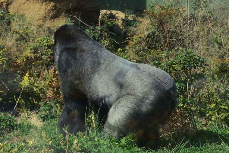 名古屋 東山動植物園 ゴリラ舎 シャバーニ