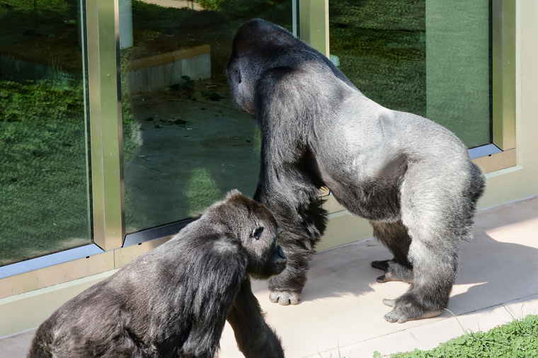 名古屋 東山動植物園 ゴリラ舎 シャバーニ