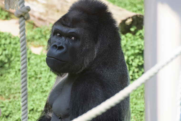 名古屋 東山動植物園 ゴリラ舎 シャバーニ