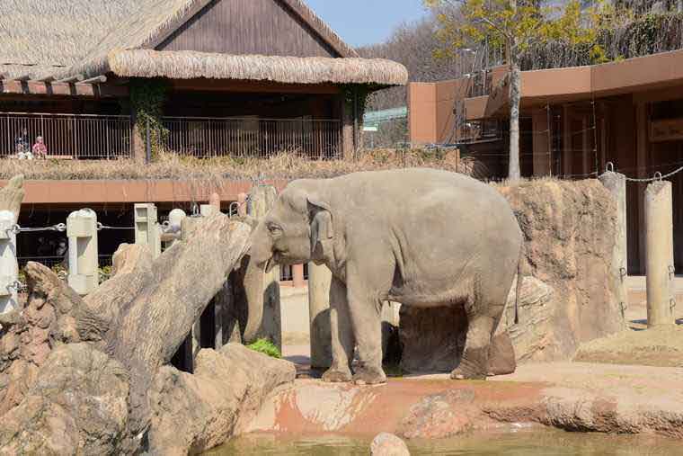 名古屋 東山動植物園 ゾウ
