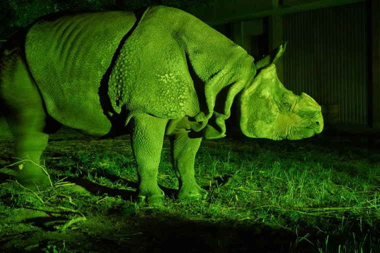 名古屋　東山動植物園 ナイトZOO