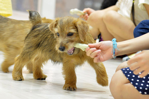 お台場ヴィーナスフォート内 ペット複合型施設 JOKER's TOWN(ジョーカーズタウン)