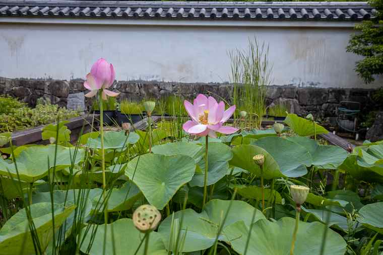 好古園の大賀ハス